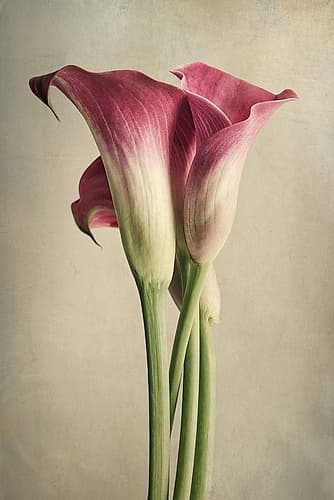 Calla Lily Pink Art Print