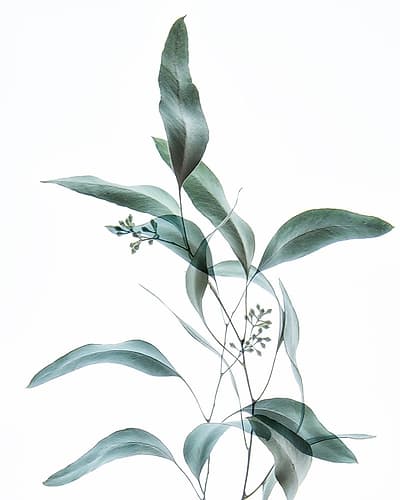 Gentle Botanical 2 Art Print