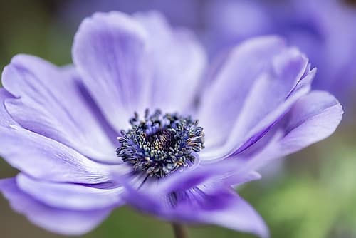 Spring Anemone II Art Print