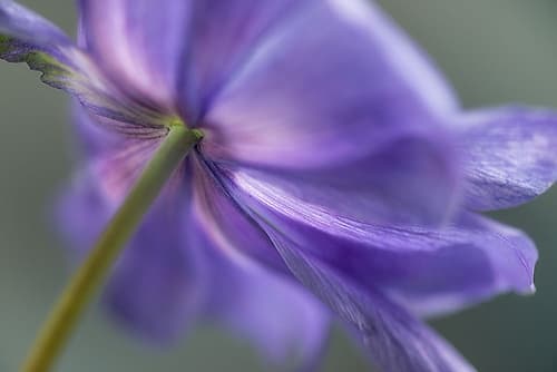 Spring Anemone V Art Print