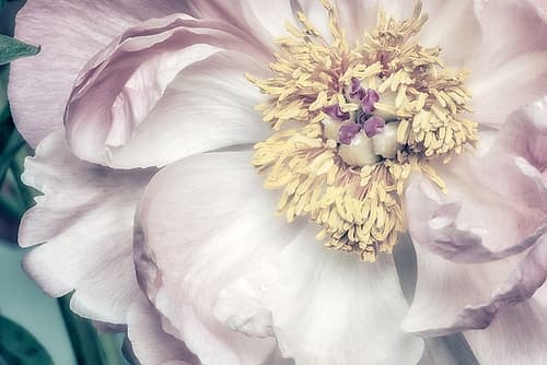 Dusty Bloom 1 Art Print