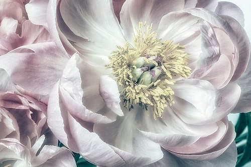 Dusty Bloom 2 Art Print