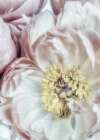 Dusty Bloom 3 Art Print
