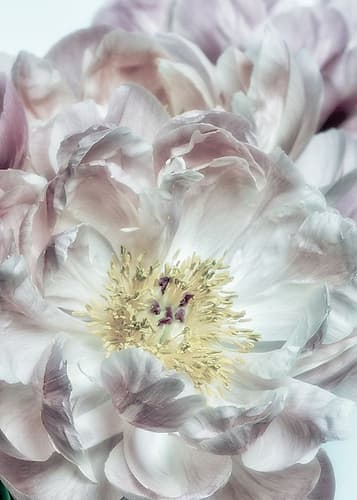 Dusty Bloom 4 Art Print
