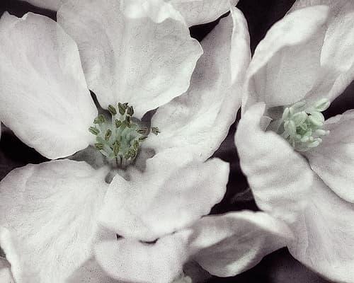 Soft Blossoms I Art Print