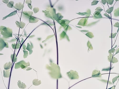 Fallen 2 Art Print