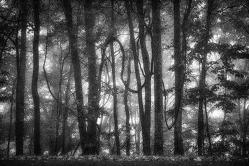 Into the Woods 2 BW Landscape Print