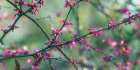 Springtime Branches Botanical Print