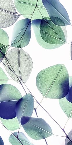 Vibrant Leaves 1 Art Print