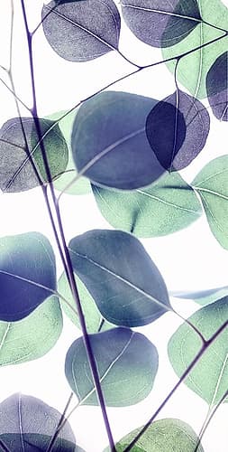 Vibrant Leaves 2 Art Print
