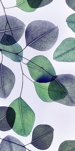 Vibrant Leaves 3 Art Print