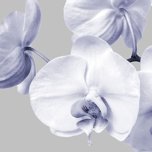 Lilac Orchids 2 Art Print