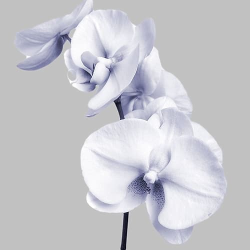 Lilac Orchids 3 Art Print