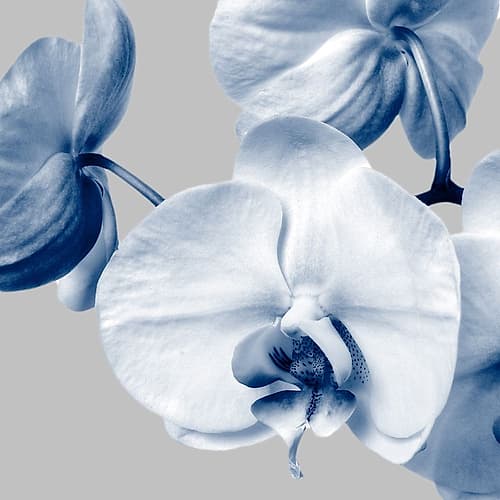 Indigo Orchids 2 Art Print