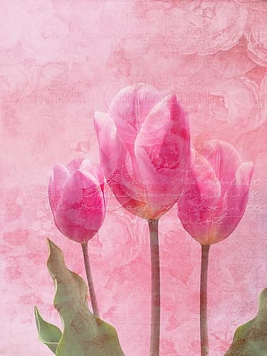 Tulip Love 1 Art Print