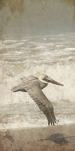 Fly By The Coast Art Print