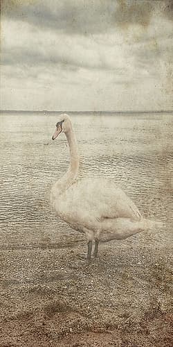 Coast Bird Watch Art Print by Sheldon Lewis