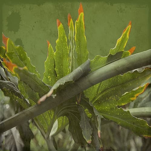 Botanical Garden 2 Leisure Print