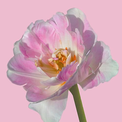 Magnificent Blossom 2 Art Print