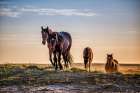 Coming Home Art Print