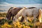 Evening Graze Art Print