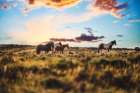 Prairie Friends Art Print