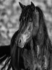 Beauty In Black Art Print