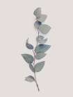 Tiny Branch Art Print by Urban Epiphany