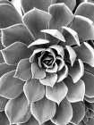 Black White Still Life Art Print by Urban Epiphany