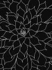 Black White Succulents Set of 2 Art Print by Urban Epiphany