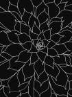 Black White Succulents Set of 2 Art Print by Urban Epiphany