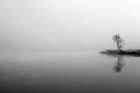 Misty Tree Art Print by Urban Epiphany