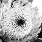 Protea Close Up Art Print by Urban Epiphany