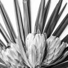 Protea Art Print by Urban Epiphany
