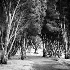 Winter Path Square Art Print by Urban Epiphany