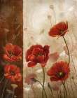 Wild Poppies I