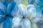 Morning Glory