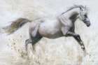 Gallop