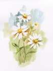 Wild Daisy I
