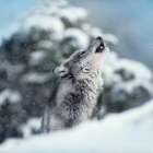 Winter Howl