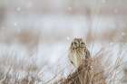 Prairie Winter Art Print