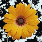 Black and Bloom