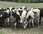 Mooove Over Art Print by Nan