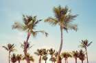 Aruba Palm Art Print
