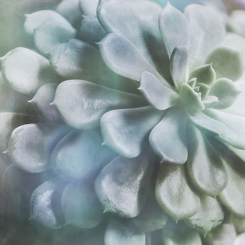 Soft Succulent I Minimalist Print