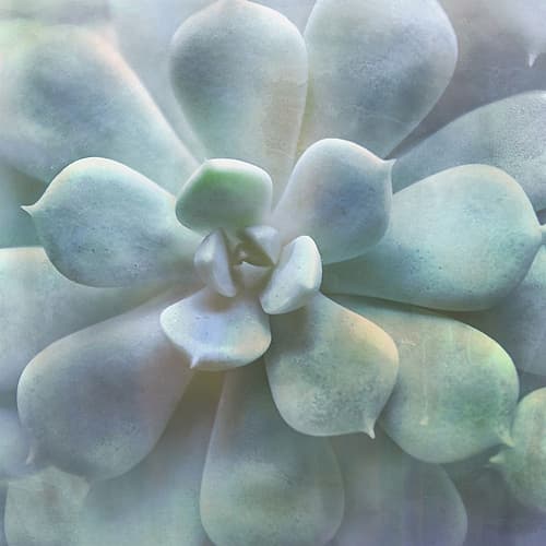 Soft Succulent II Art Print