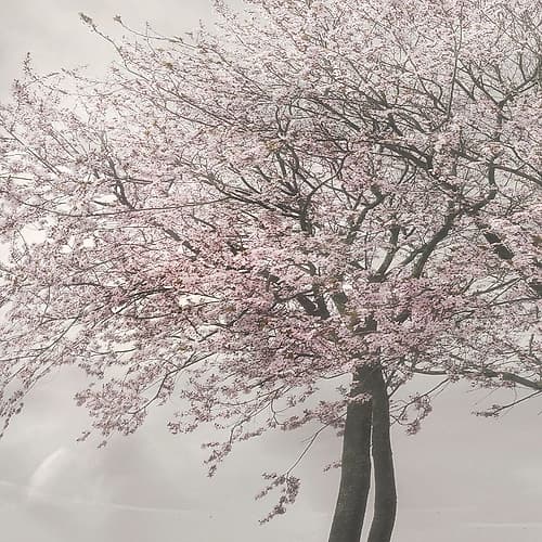 Blush in the Wind II Art Print