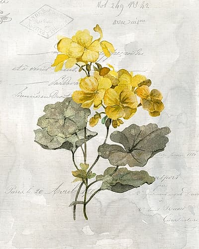 Canary Linen Geranium Art Print