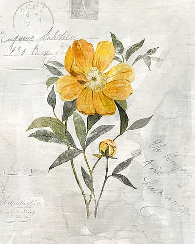 Canary Linen Peony Art Print
