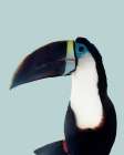 Aruba Wildlife Art Print